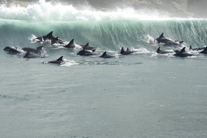 Knysna Marine Life & Garden Route Coastline Experience - A fast boat ride with a bit of ocean attitude