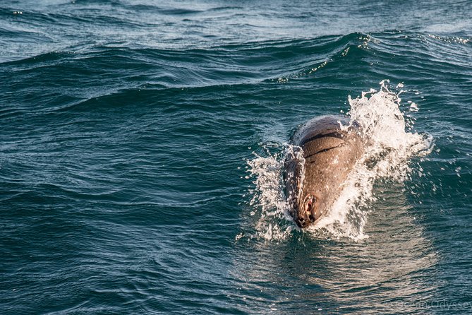 Knysna Marine Life & Garden Route Coastline Experience - How the $105 price measures up