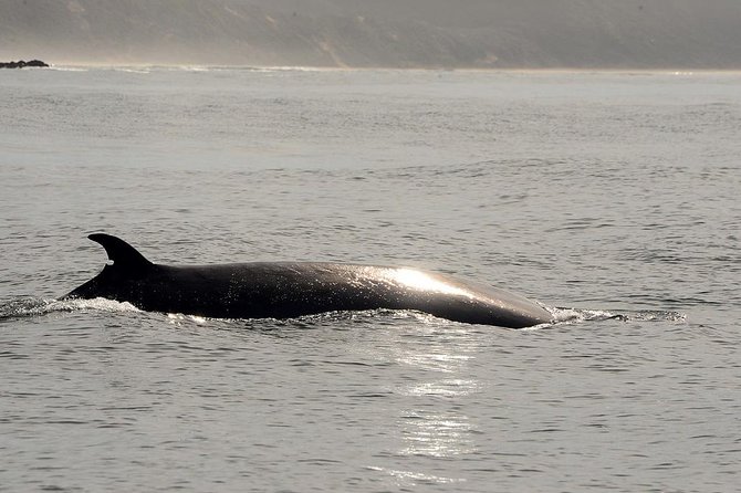 Knysna Marine Life & Garden Route Coastline Experience - The minimum passenger rule matters