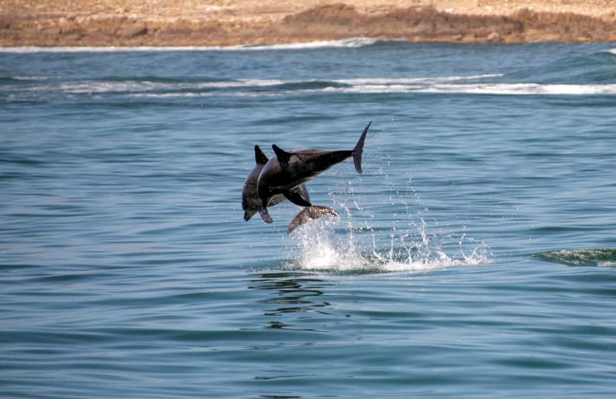 Knysna: Marine Life & Garden Route Coastline Tour - From Thesen Harbour Town to the Knysna Estuary