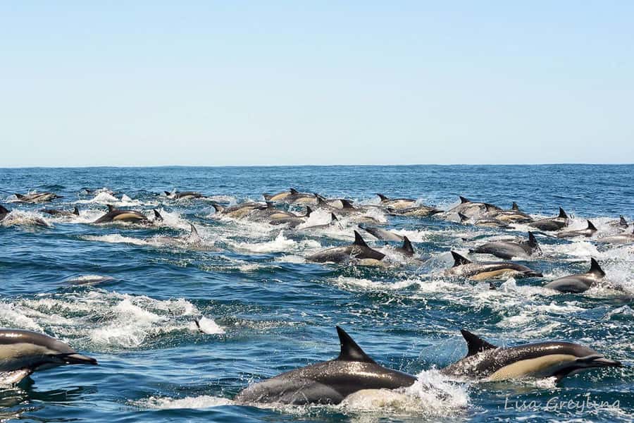 Knysna: Marine Life & Garden Route Coastline Tour - Should You Book the Knysna Marine Life Cruise?