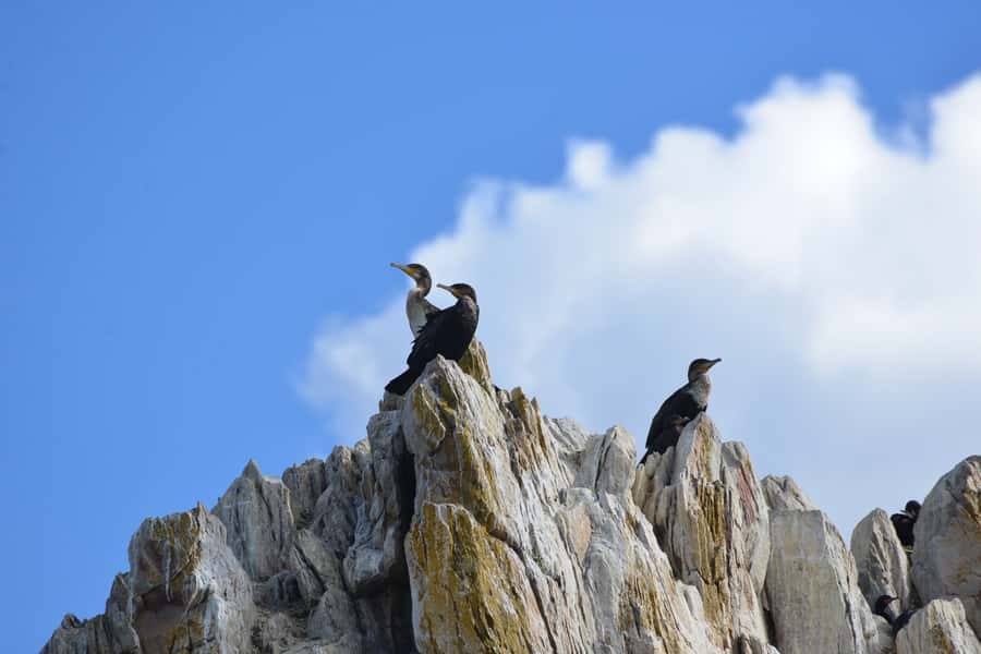 Knysna: Marine Life & Garden Route Coastline Tour - How the $5 Price Measures Up