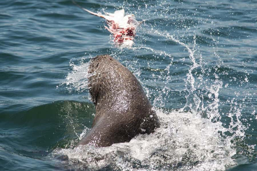 Knysna: Marine Life & Garden Route Coastline Tour - What to Wear and Bring
