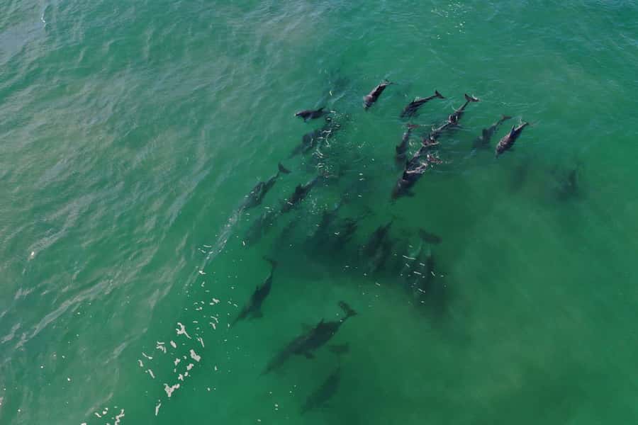 Knysna: Marine Life & Garden Route Coastline Tour - Who Will Enjoy This Cruise Most