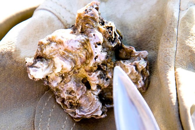 Knysna Oyster Tour - Practical details that affect your decision