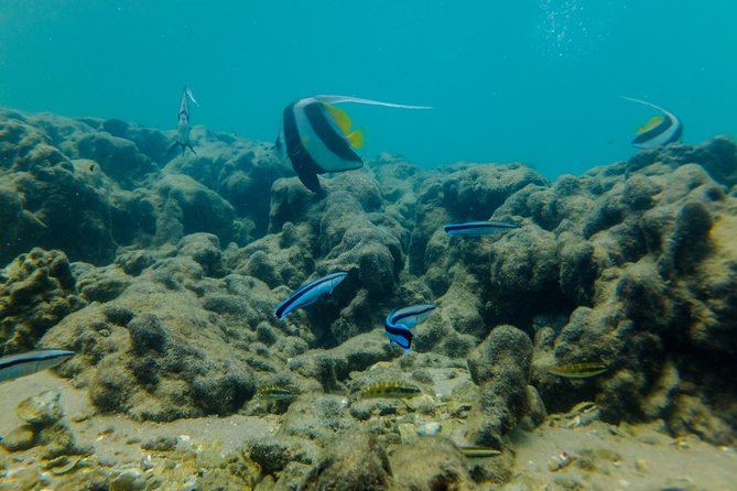Kosi Bay Mouth Experience - Kayaking, Snorkeling, Fish Trap Tour and Fish braai - What the $71.46 price covers