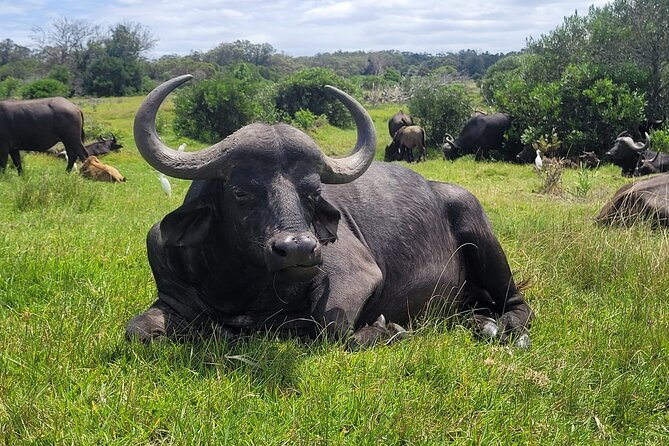 Kragga Kamma Game Drive and Scenic Coastal Tour in Port Elizabeth - Key points to know before you book