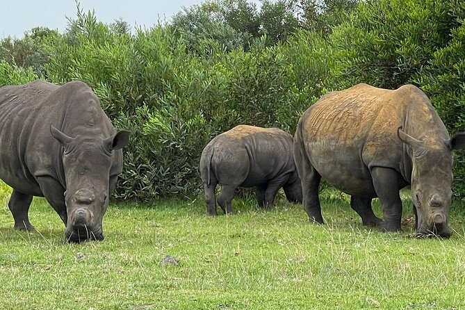 Kragga Kamma Game Drive and Scenic Coastal Tour in Port Elizabeth - Three hours among Kragga Kamma’s wildlife