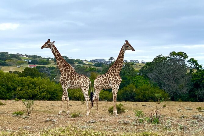 Kragga Kamma Game Drive and Scenic Coastal Tour in Port Elizabeth - Sardinia Bay gives the day its first ocean view