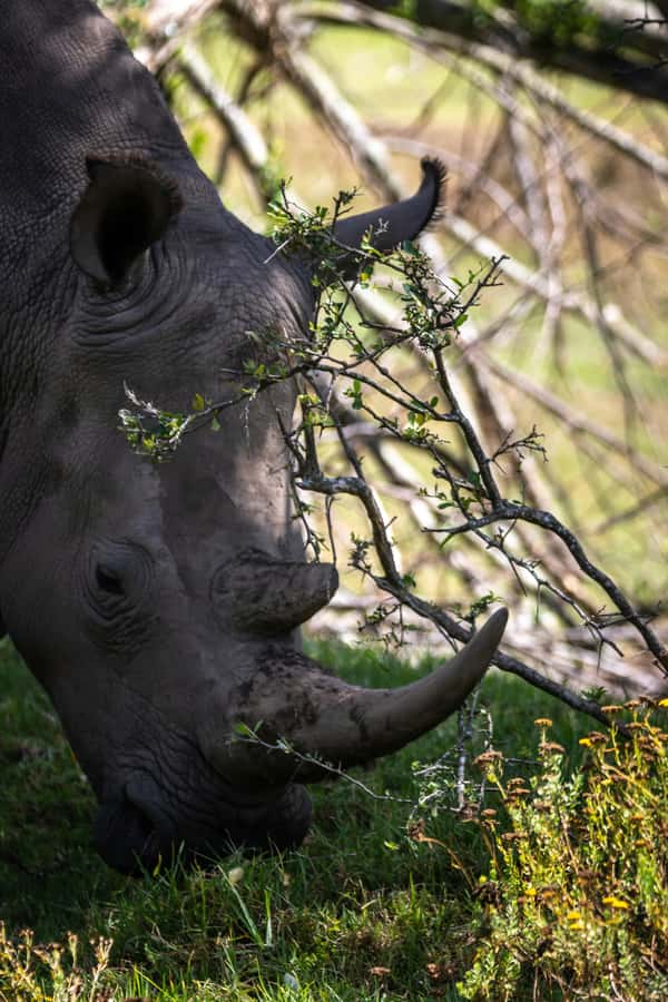 Kragga Kamma Game Park - Key points to know before booking