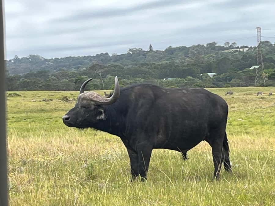 Kragga Kamma Game Park - A wildlife outing built for a short stay in Gqeberha