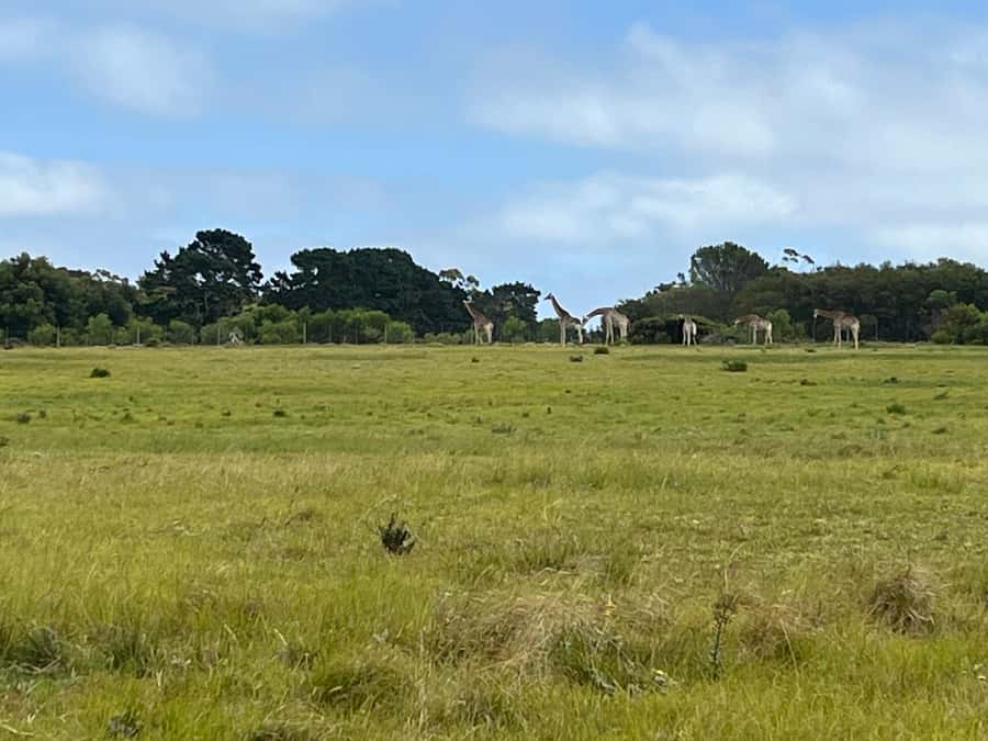 Kragga Kamma Game Park - The lion and cheetah question