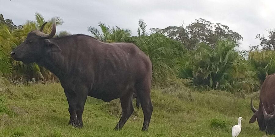 Kragga Kamma Game Park - Guides, timing, and the human side of the trip