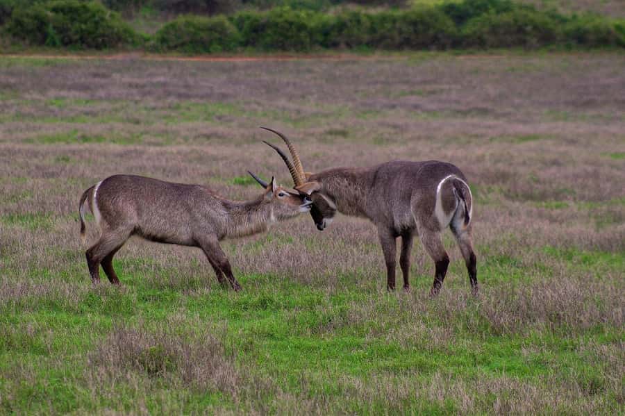 Kragga Kamma Game Park - Snacks are included, but lunch is not