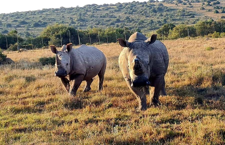 Kragga Kamma Game Park - Is $121 a fair price?