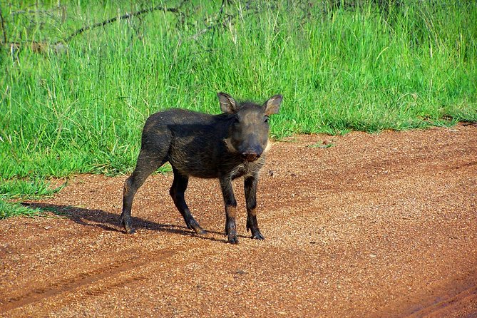Kragga Kamma Game Park from Port Elizabeth - Pickup from Port Elizabeth keeps the outing practical