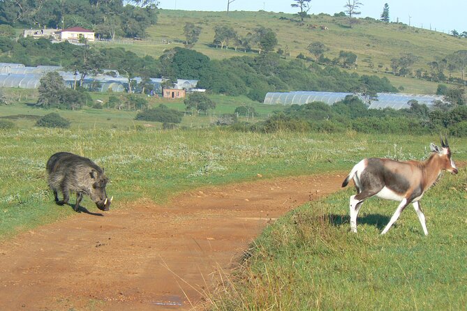 Kragga Kamma Game Park from Port Elizabeth - Rhino, giraffe, zebra, and buffalo are the main attractions