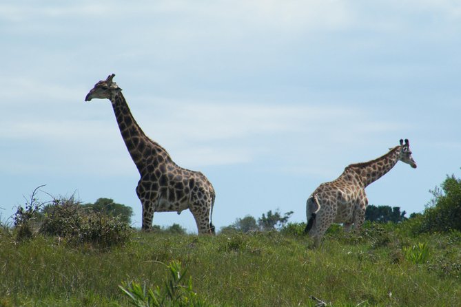 Kragga Kamma Game Park from Port Elizabeth - The guides are a major part of the value