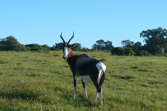 Kragga Kamma Game Park from Port Elizabeth - Is $80.46 a fair price?