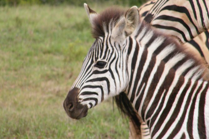 Kragga Kamma Game Park from Port Elizabeth - Timing your visit from a cruise ship