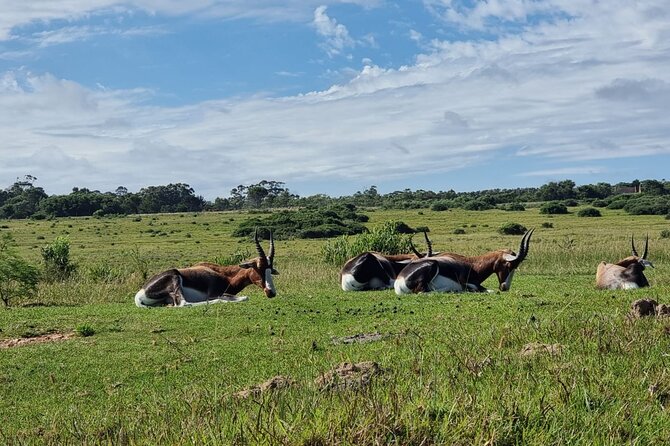 Kragga Kamma Game Park Safari Guided Tour in Port Elizabeth - Looking for lion, buffalo, and white rhino