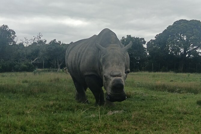 Kragga Kamma Game Park Safari Guided Tour in Port Elizabeth - What the guide adds beyond animal spotting