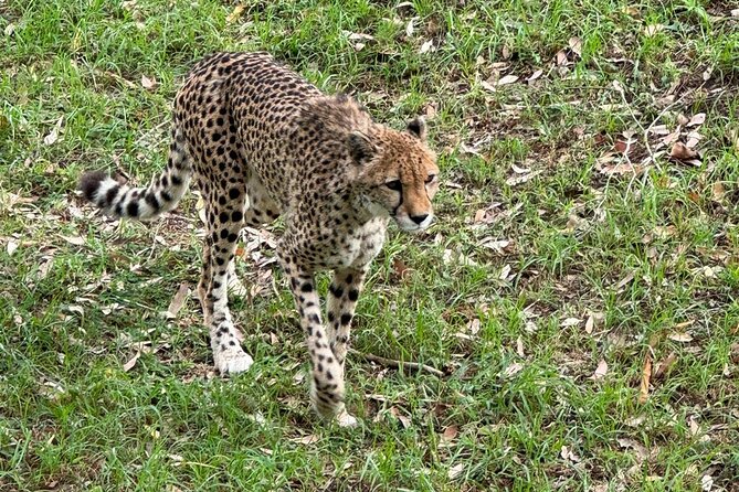 Kragga Kamma Game Park Safari Guided Tour in Port Elizabeth - Lunch, the curio shop, and the short stop afterward