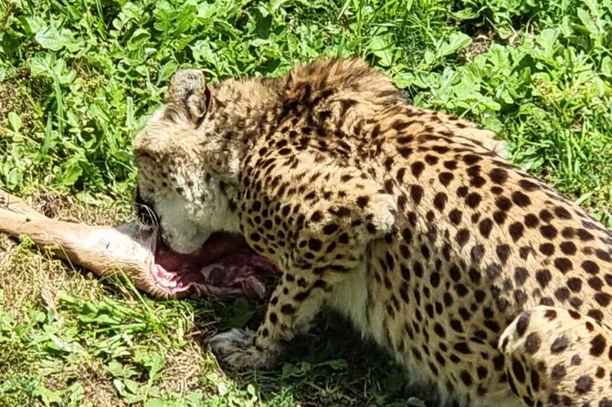 Kragga Kamma Game Park Safari Guided Tour in Port Elizabeth - Is the $63.42 price good value?