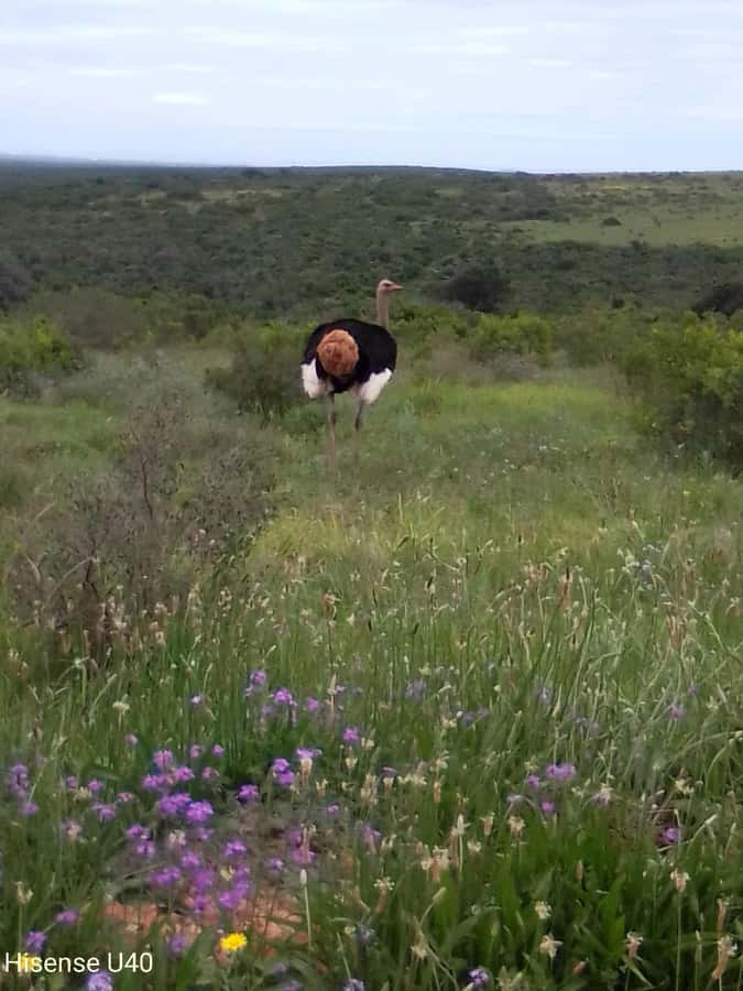 Kragga Kamma Safaris And Shore Excursions - Key points to know before booking