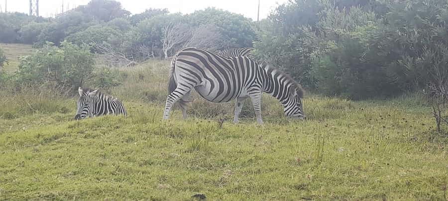 Kragga Kamma Safaris And Shore Excursions - From pickup to the park gates