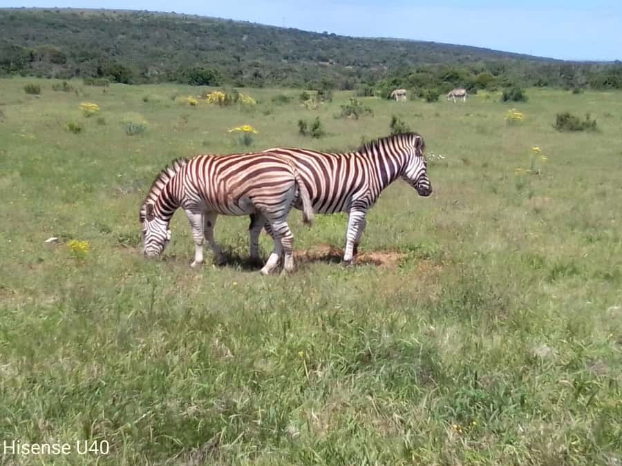Kragga Kamma Safaris And Shore Excursions - What makes this reserve different