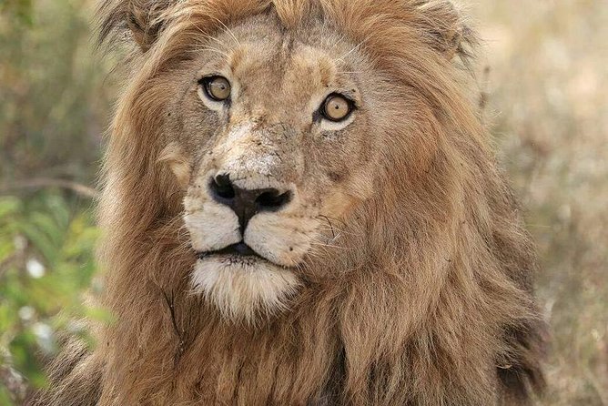 Kruger Lion Expedition with the Little Lionman Steve Kelly - Key points to know before booking
