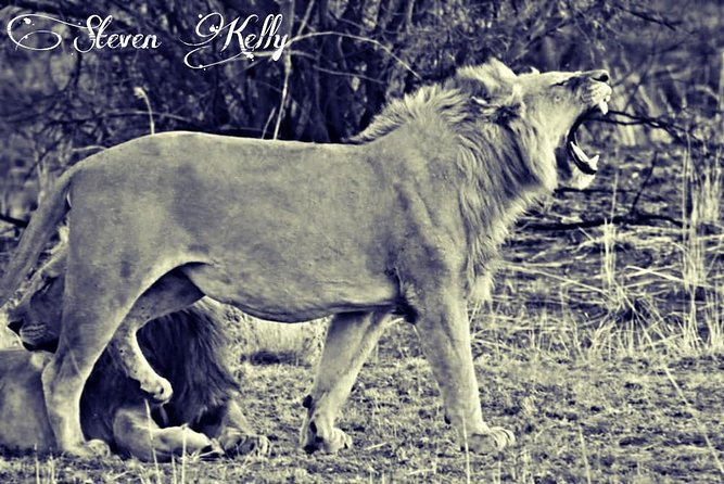Kruger Lion Expedition with the Little Lionman Steve Kelly - Steven Kelly brings a different safari background