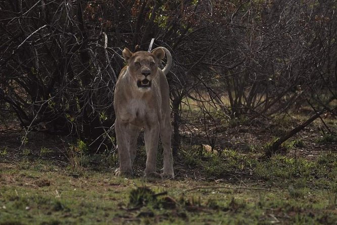 Kruger Lion Expedition with the Little Lionman Steve Kelly - Day 3: Lower Sabie to Crocodile Bridge and the Vuremi Pride