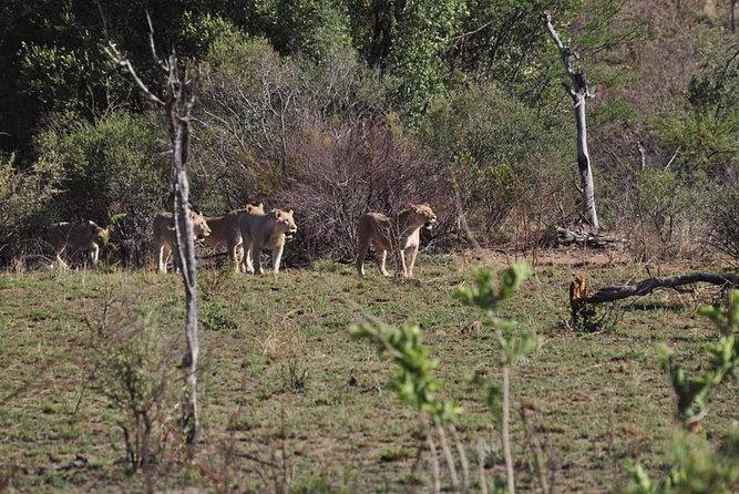 Kruger Lion Expedition with the Little Lionman Steve Kelly - Day 4: Berg en Dal, a final braai, and another night drive