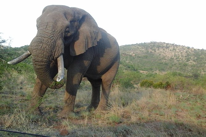 Kruger National Park 2 Days 1 Night Magical Safari from Johannesburg Private - Why this short Kruger safari works