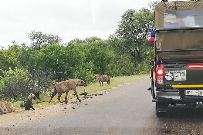 Kruger National Park 2 Days 1 Night Magical Safari from Johannesburg Private - Day one: entering Kruger and searching until evening