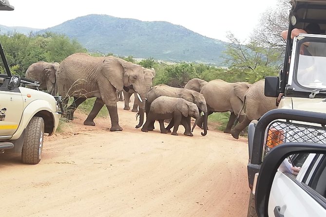 Kruger National Park 2 Days 1 Night Magical Safari from Johannesburg Private - Day two at 5:00 AM: the best wildlife window