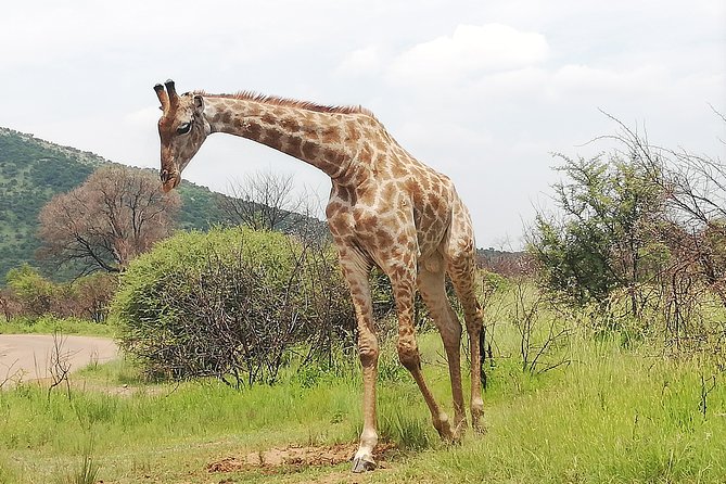 Kruger National Park 2 Days 1 Night Magical Safari from Johannesburg Private - The Big Five and the reality of wildlife sightings