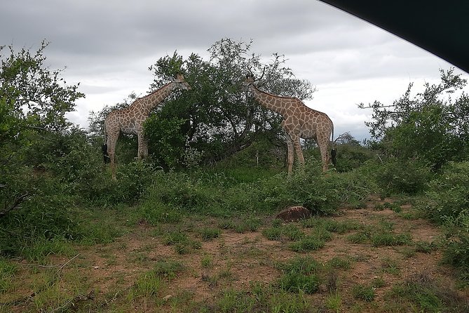 Kruger National Park 2 Days 1 Night Magical Safari from Johannesburg Private - What the $569.42 price really covers
