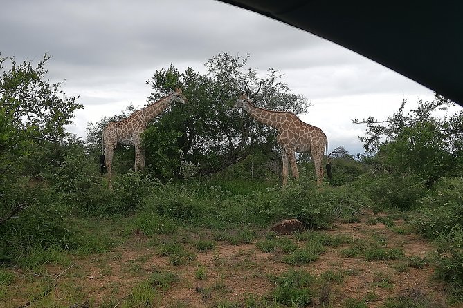 Kruger National Park 2 Days 1 Night Magical Safari from Johannesburg Private - Who should choose this two-day safari