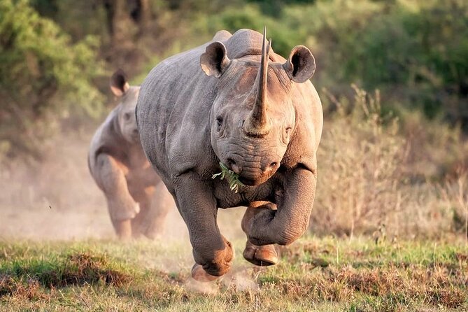 Kruger National Park. 2 Days Best Ever Safari from Cape Town - The 4:00 am start and Cape Town flight