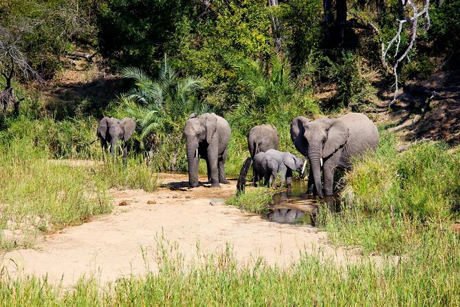 Kruger National Park. 2 Days Best Ever Safari from Cape Town - The Johannesburg to Kruger road journey