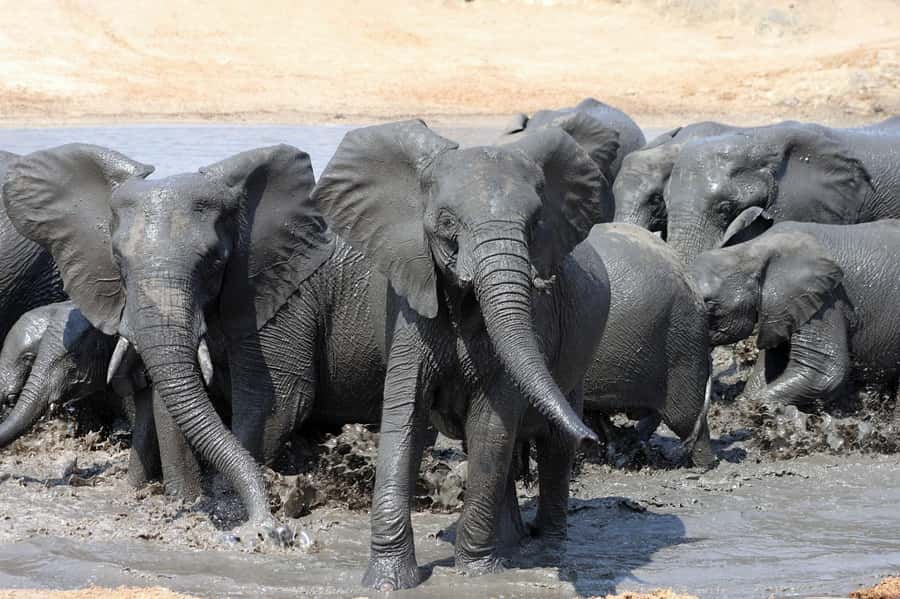 Kruger National Park: 3 Day Safari Tour - Key points to know before booking