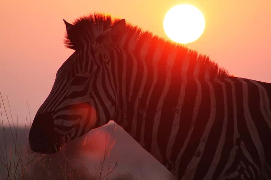 Kruger National Park: 3 Day Safari Tour - What to pack and how to prepare