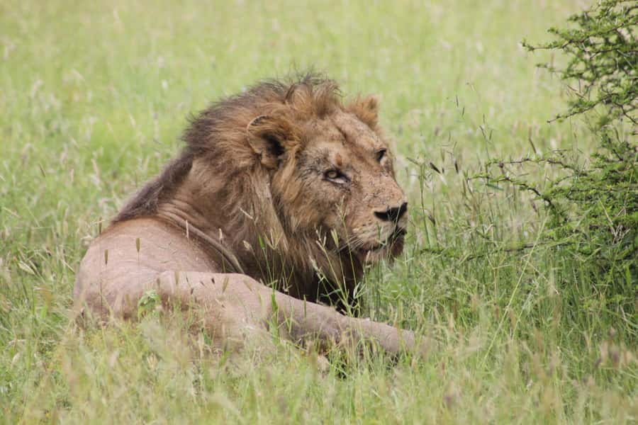 Kruger National Park: 3 Day Safari Tour - Why the sunset safari is a smart first step