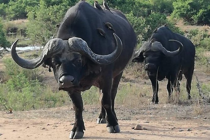 Kruger National Park. 3 Days Best Ever Safari from Cape Town - Day three: one last morning among the animals