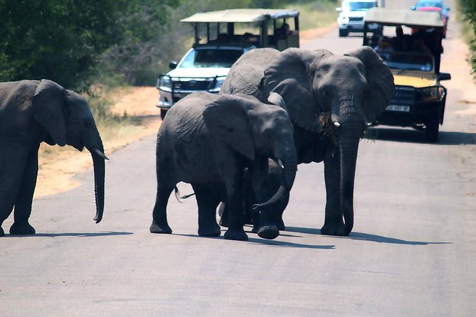 Kruger National Park. 3 Days Best Ever Safari from Cape Town - The real pace: exciting, tiring, and highly scheduled