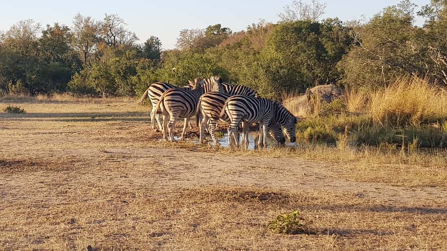 Kruger National Park: 3-Hour Walking Safari - What the four-hour Kruger experience actually includes