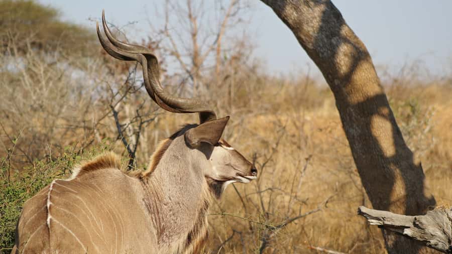 Kruger National Park: 3-Hour Walking Safari - What to wear and what to leave behind